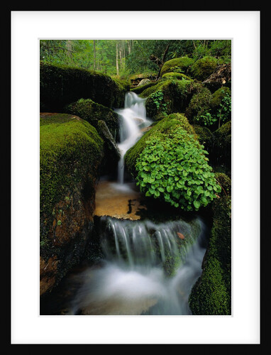 Cascading Stream in Great Smoky Mountains by Anonymous