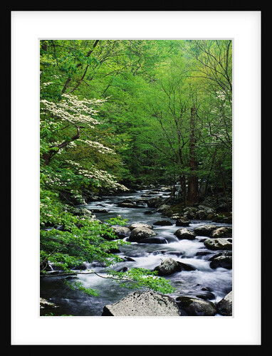 Stream in Lush Forest by Anonymous