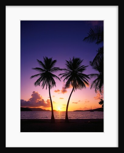 Twin Palms at Sunset by Anonymous