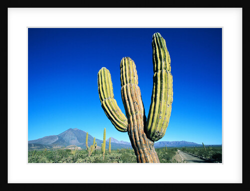 Cardon Cactus near Mountains by Anonymous