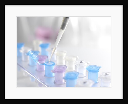 Pipette Dispensing DNA Samples for Analysis by Anonymous