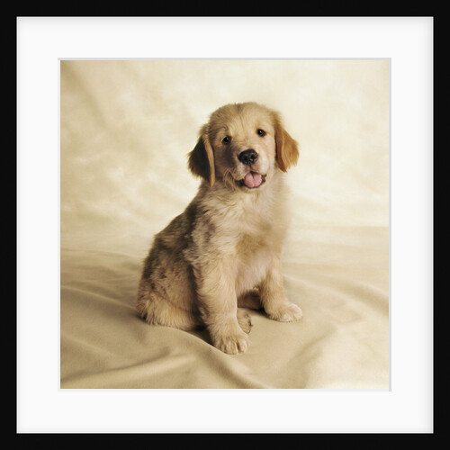 Golden Retriever Puppy by Anonymous