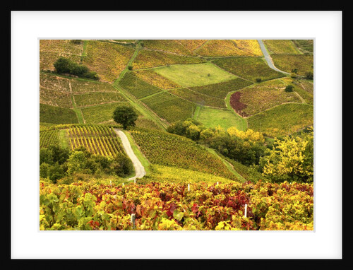 Vineyards in Beaujolais Region by Anonymous