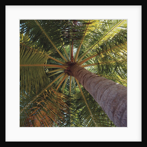 View from underneath a palm tree by Anonymous