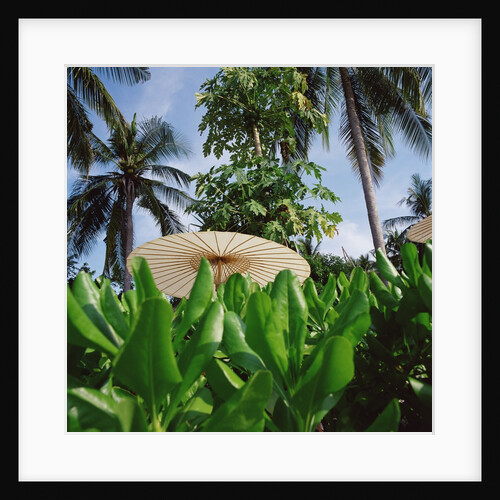 Tropical Plants and Traditional Parasols by Anonymous