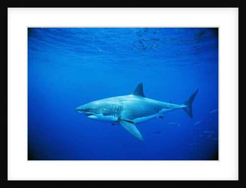 Great White Shark and Small School of Mackerel Scad by Anonymous
