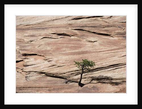 Lone Tree Growing in Rock Formation by Anonymous