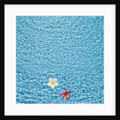 White and pink frangipani floating in the pool, Bali, Indonesia by Anonymous