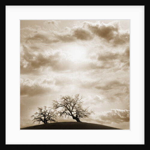 Trees and Cloudy Sky by Anonymous