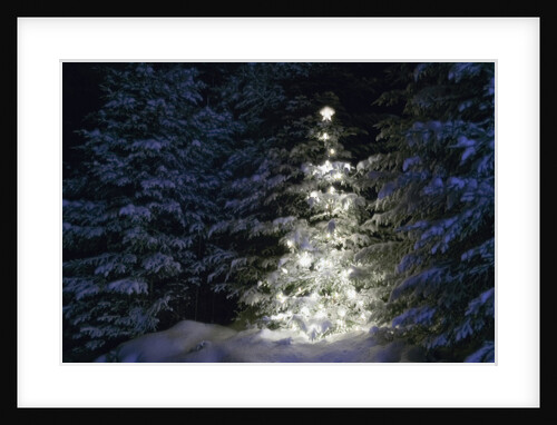 Illuminated Christmas Tree in Snow by Anonymous