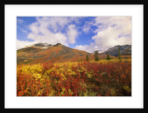 Tundra and Ogilvie Mountains in Fall Colors by Anonymous