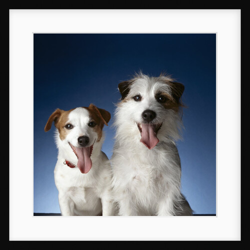 Two dogs sticking out their tongues by Anonymous