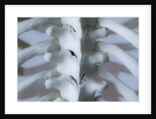 Skeleton spine and ribs by Anonymous