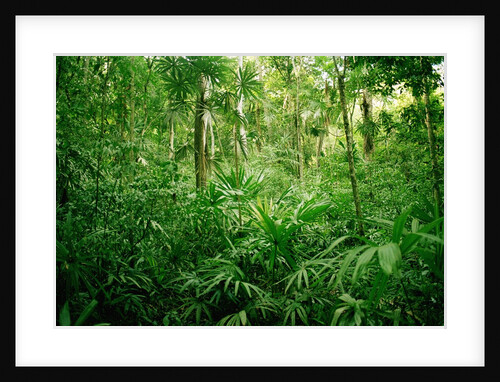 Jungle, Tikal, Guatemala by Anonymous