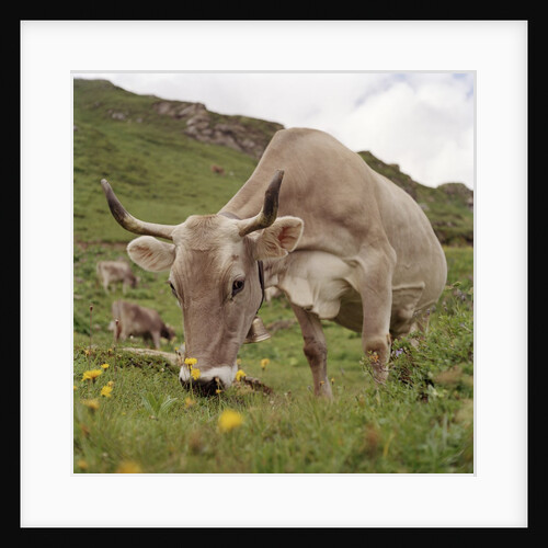 Cattle on pasture, Switzerland, Europe by Anonymous