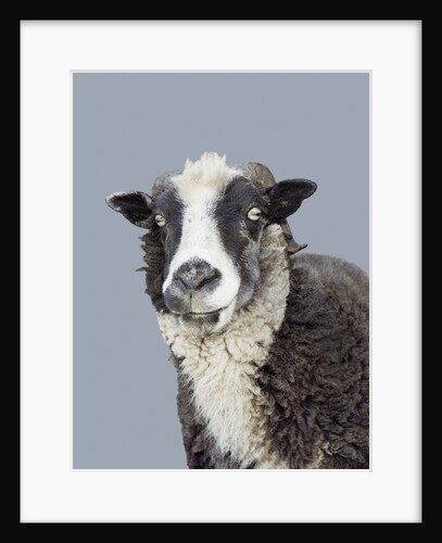 Ram (San Francisco Zoo, California, USA) by Anonymous