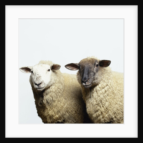 Sheep Standing Side by Side by Anonymous
