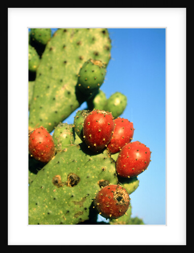 Cactus, San Miguel de Allende, Guanajuato, Mexico by Anonymous