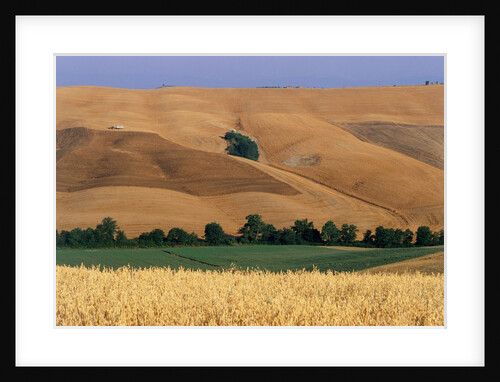 Italy, Tuscany, Crete Senesi by Anonymous