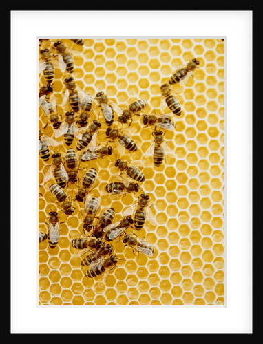 Bees on honeycomb by Anonymous