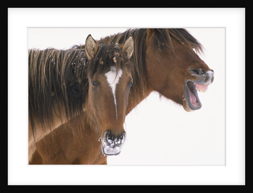 Mustang Yawning by Anonymous