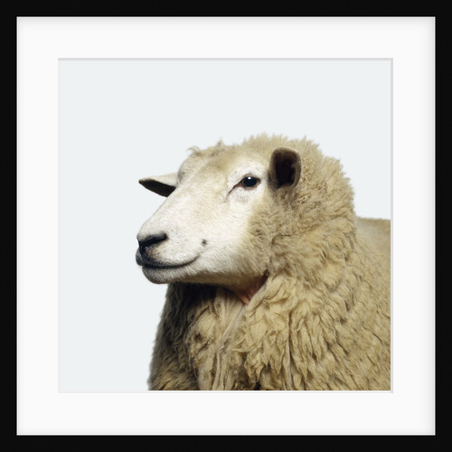 Wooly Sheep by Anonymous