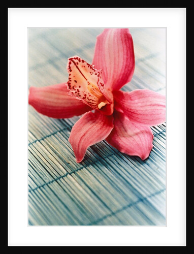 Bloom of a orchid. by Anonymous