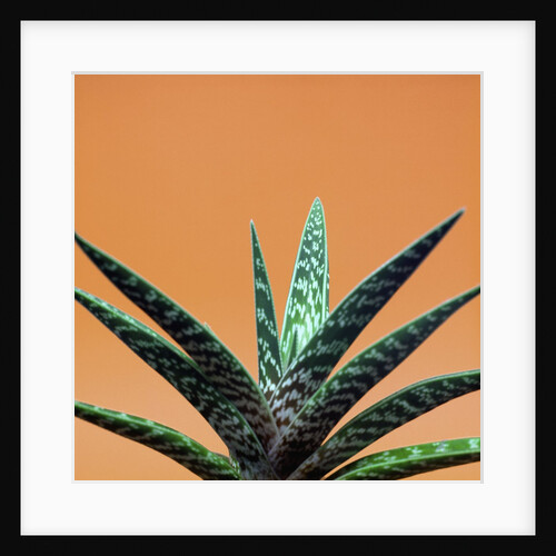 Aloe plant in front of orange background by Anonymous