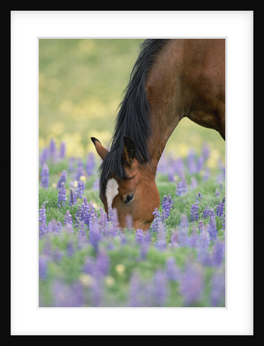 Wild Stallion Grazing in Flowers by Anonymous