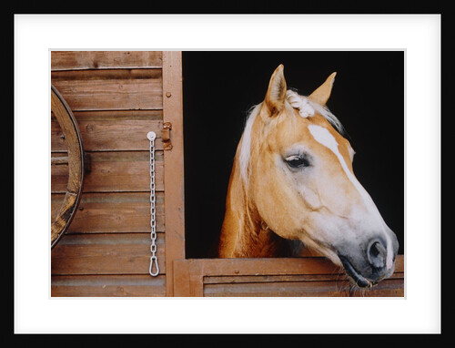 Horse sticking head out stable window by Anonymous