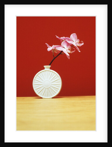 Single orchid in a vase. by Anonymous