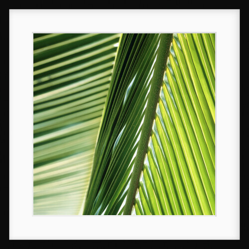 Frond by Anonymous