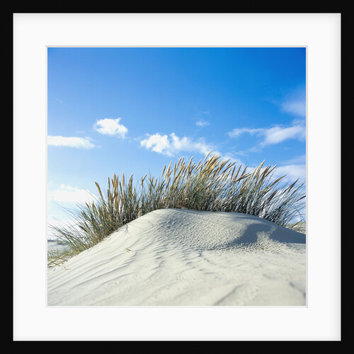 Sand dune with beach grass, (Eiderstedt), Schleswig-Holstein, Germany by Anonymous