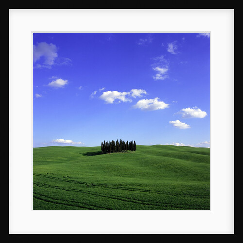 Cypress trees, Tuscany, Italy (near Torrenieri) by Anonymous