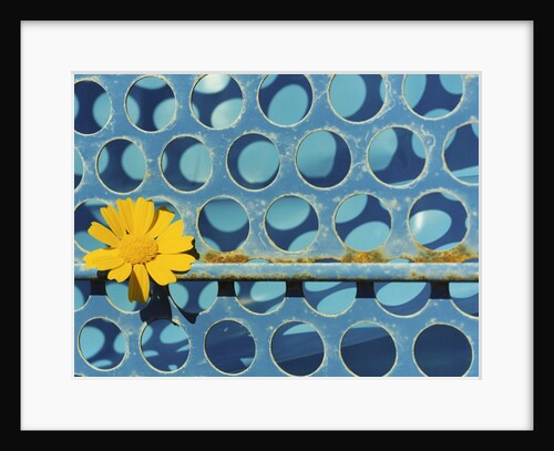Sunflower by Anonymous