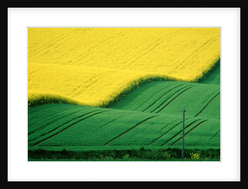 Rape field beside green field by Anonymous