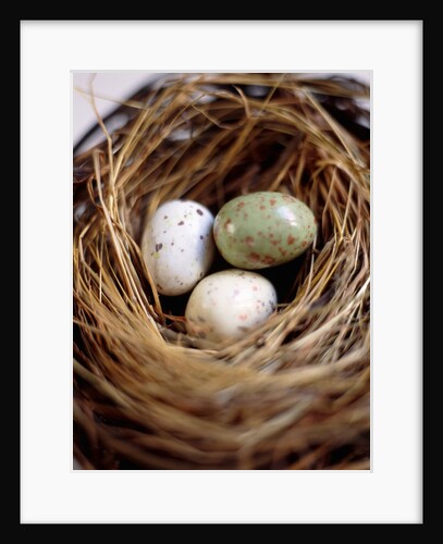 Eggs in Nest by Anonymous