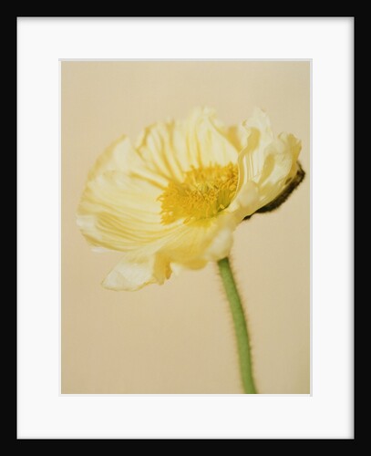 White poppy by Anonymous