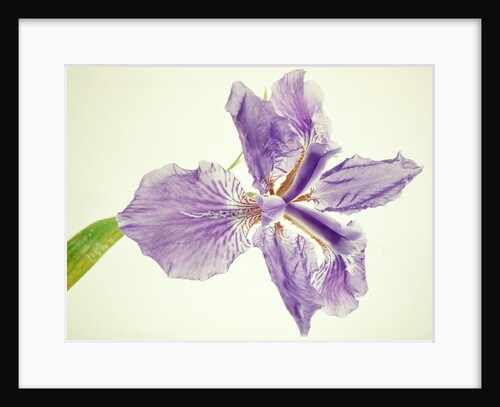 Sword lily by Anonymous