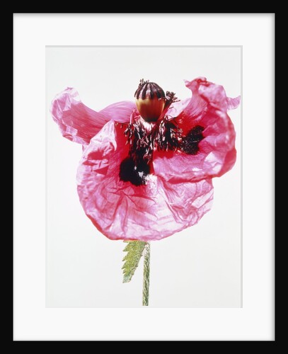 Red poppy blossom by Anonymous