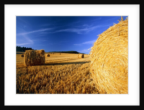 Field with bales of hay by Anonymous