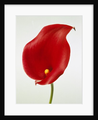 Calla by Anonymous