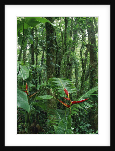 Heliconia flower, Costa Rica by Anonymous