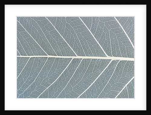 Leaf of a poplar, macro shot by Anonymous