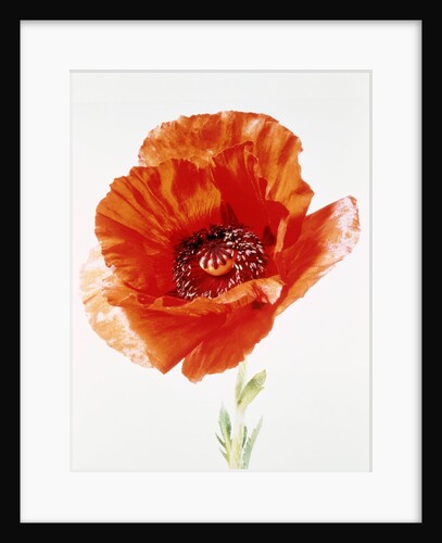 Red poppy by Anonymous