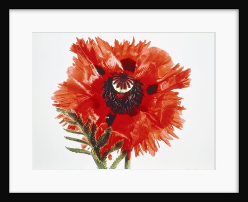 Red poppy blossom by Anonymous