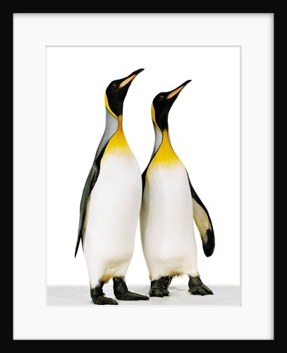 Two king penguins by Anonymous