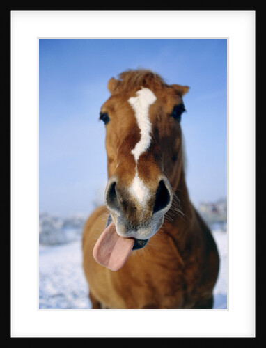 Horse sticking out tongue by Anonymous