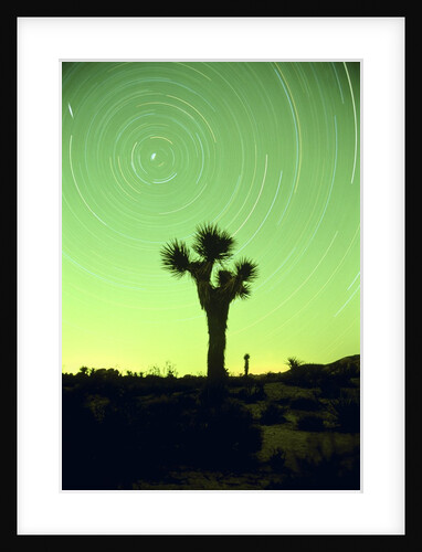 USA, California, Joshua Tree National Park and star trails at night by Anonymous