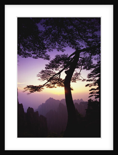 Huangshan Pine in the Huangshan Mountains by Anonymous